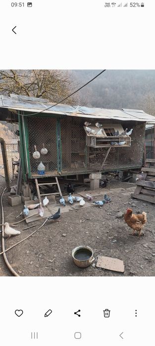 Vând porumbei diferite rase