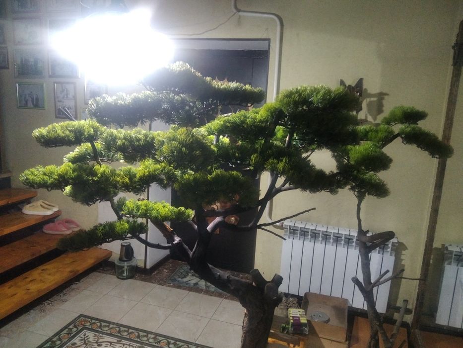 Бонсай ручная работа