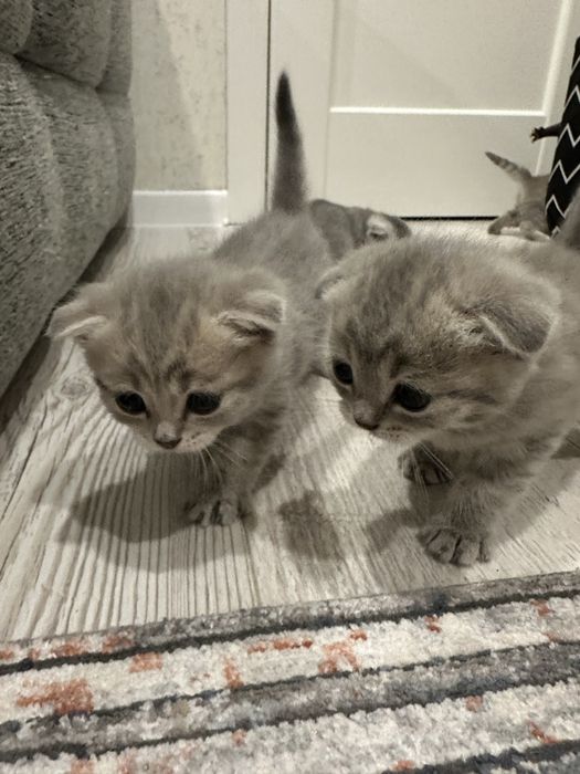 Котята веслоушки