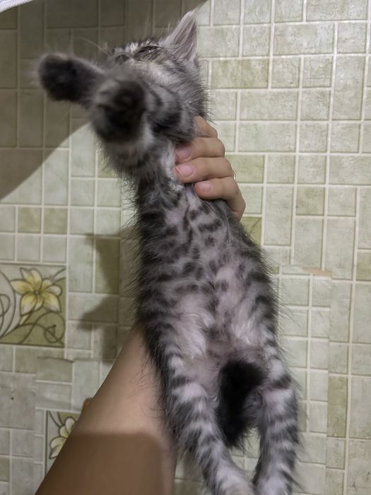 котят в добрые руки срочно