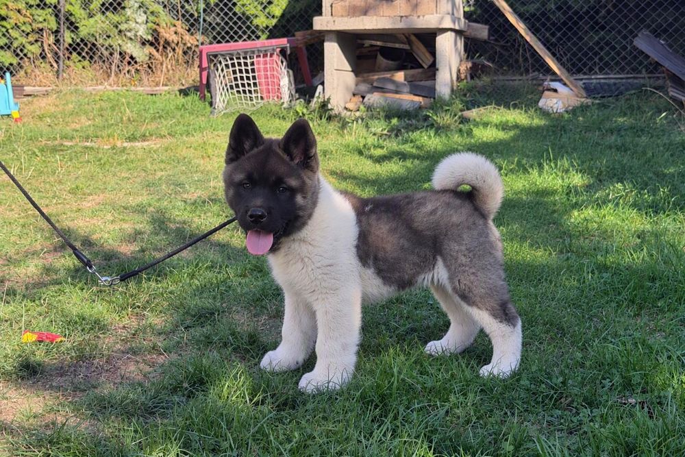 Akita American Mascul Pedigree Tip A