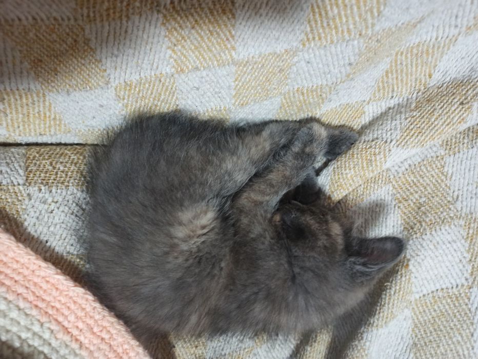 Отдам бесплатно котят девочки две одна чёрная и серая