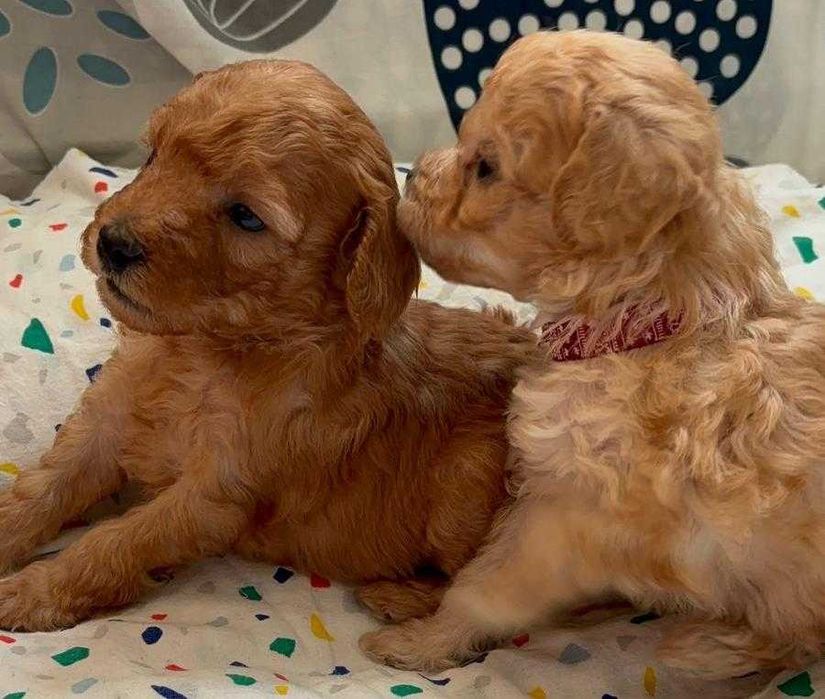 Poodle miniature (poodle pitic)