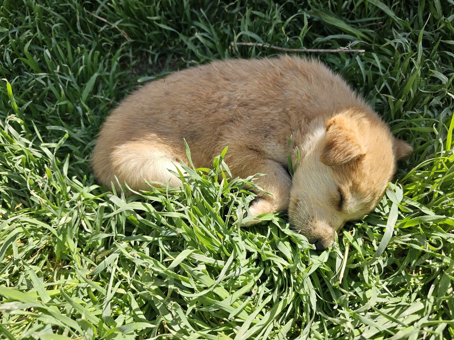 Ченок мальчик собачка