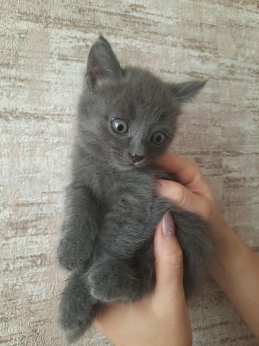 Отдалим котенка девочка осталась последняя