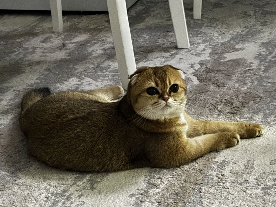 Золотая Шиншила Шотландец