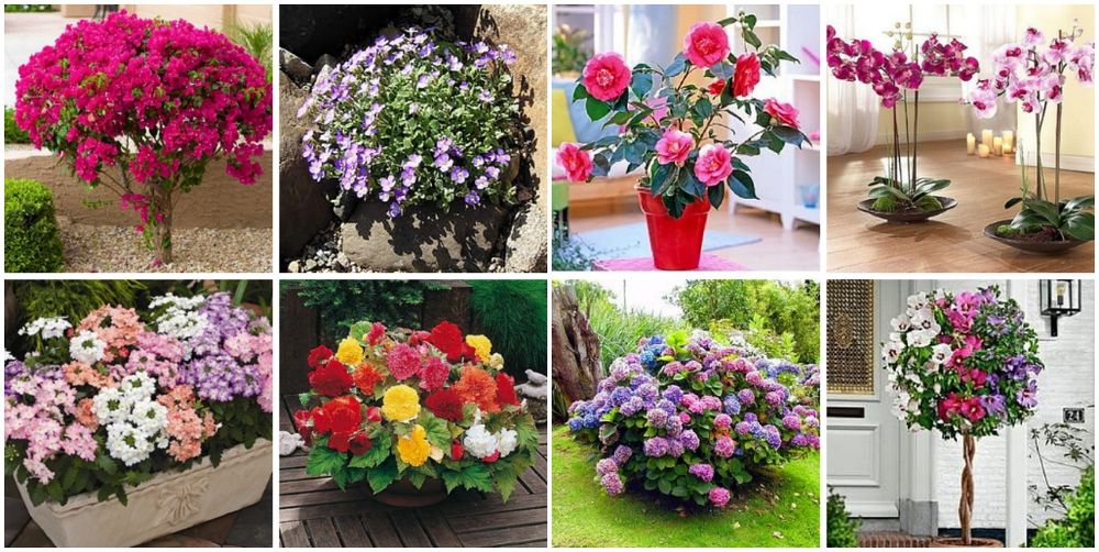 Urug'larini sifatligi bizda ham arzon