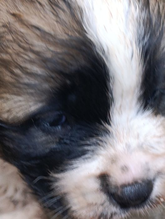 Московская сторожевая