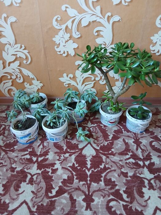 Комнатные цветы разные