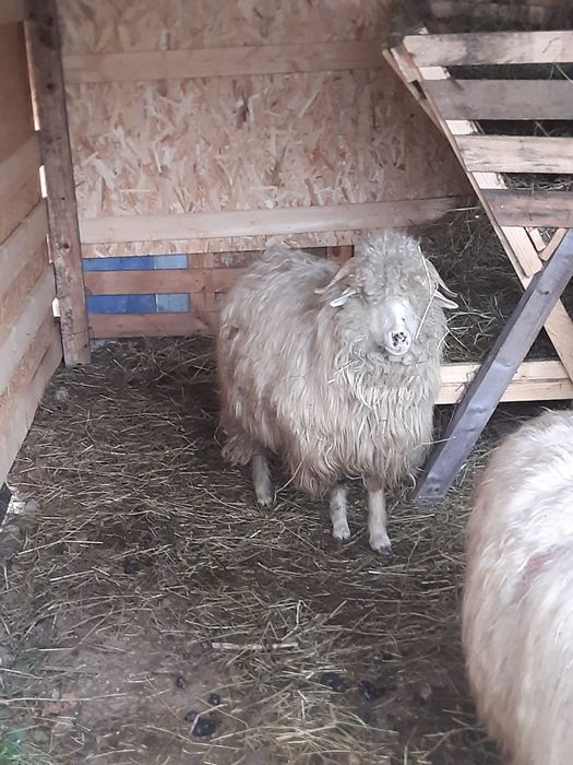 Oi de vânzare tinere