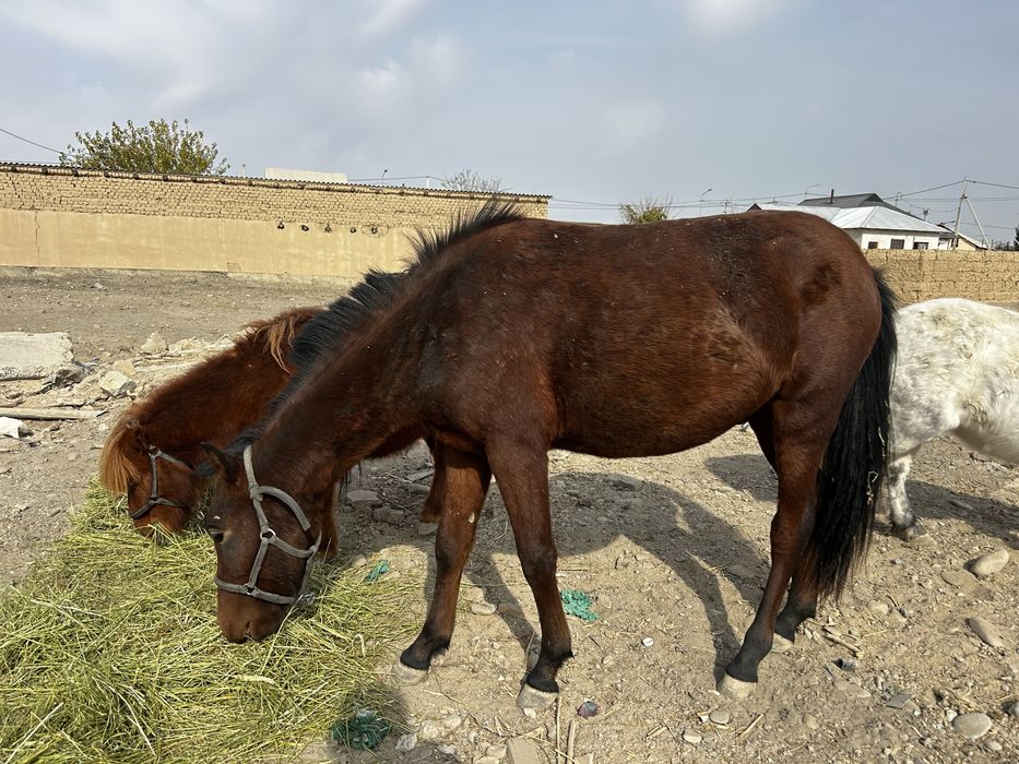 Пони сатылады төрт бас