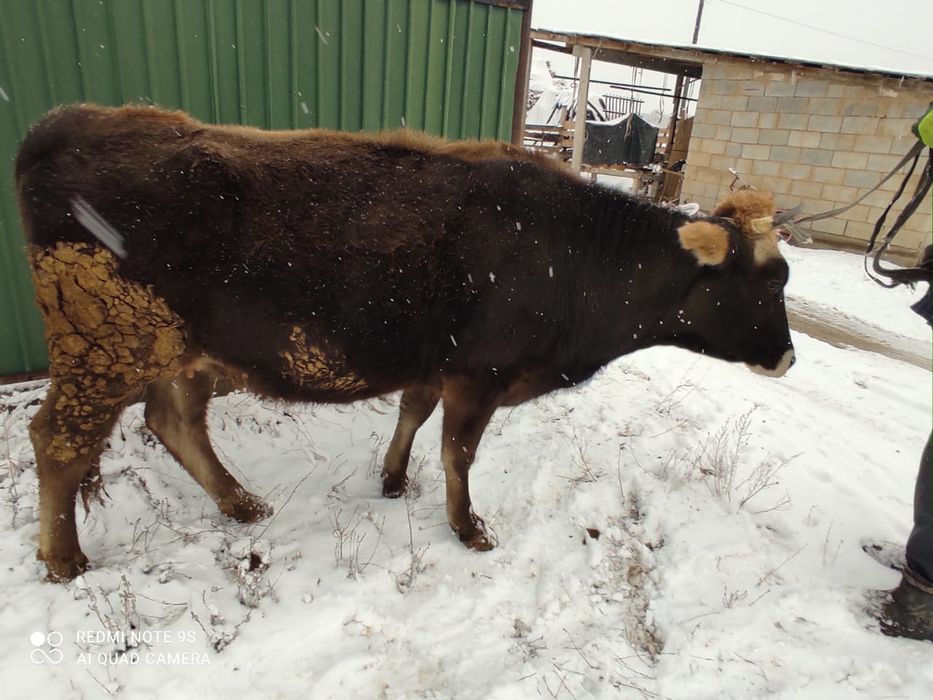 Соғымға семіз сиыр