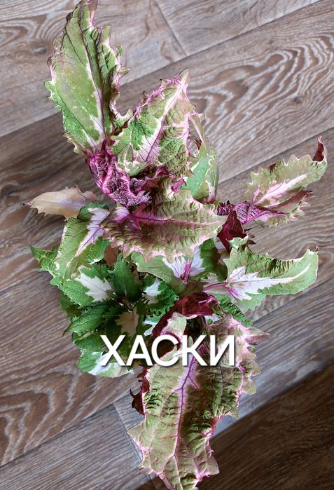 КОЛЕУСЫ. Листай карусель