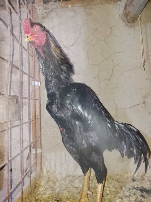 Продам петуха бойцовой породв