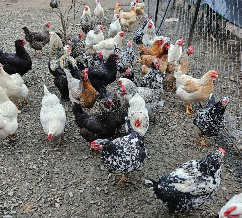 Pui Wiandott, Brahma, Austrolop, Gât golaș, Încălțați, Bărboși.