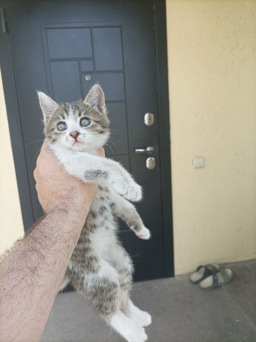 Бесплатно  Котёнка мальчика в добрые руки