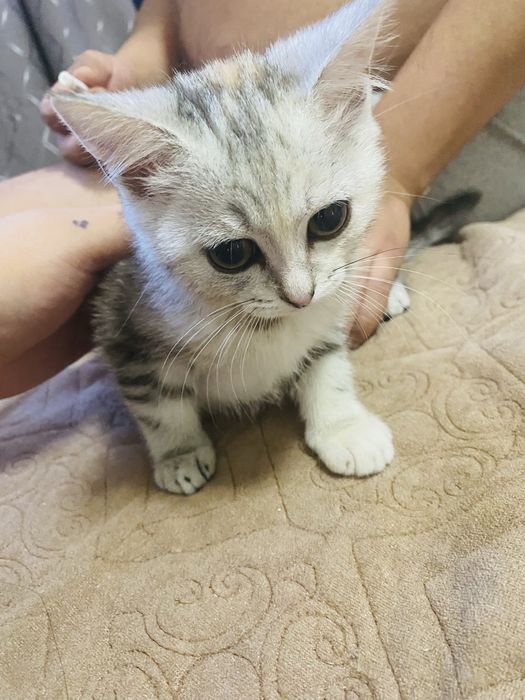 Котенок девочка!