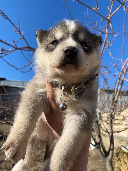 чисто кровные Сибирский Хаски