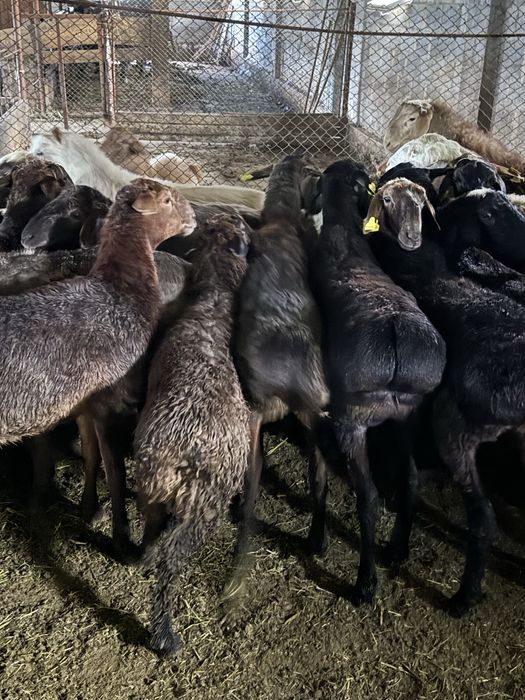 Продам баранов тушами