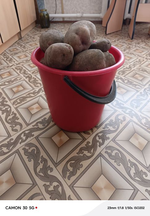 Картошка.  дачная