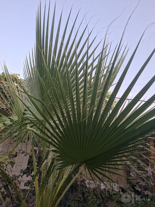 Vashingtoniya palmasi