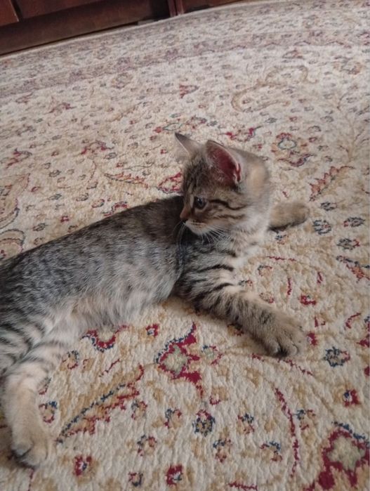 Отдам в добрые руки котенка