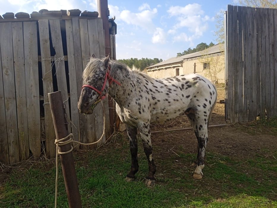 Жеребец продается