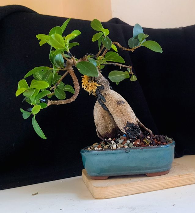 Pin ,ficus, ienupăr, carmona, podocarpus