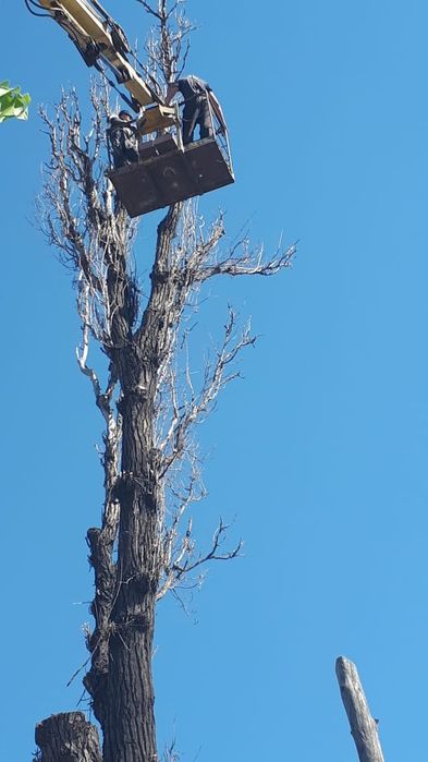 Спил,обрезка плодовых деревьев
