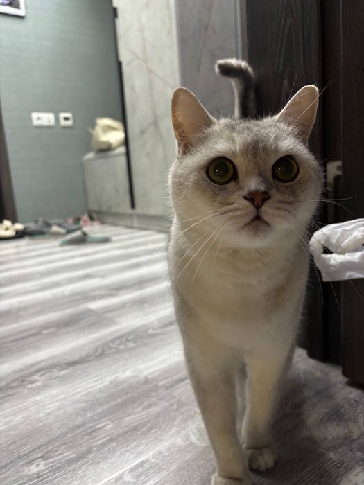Няня для кошек с выездом на дом. Уход за котиком без стресса