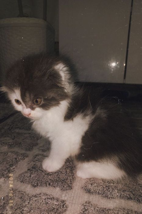 вислоухий шотландец