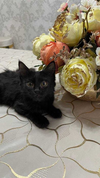 Котенок девочка. 2,5 месяца. БЕСПЛАТНО
