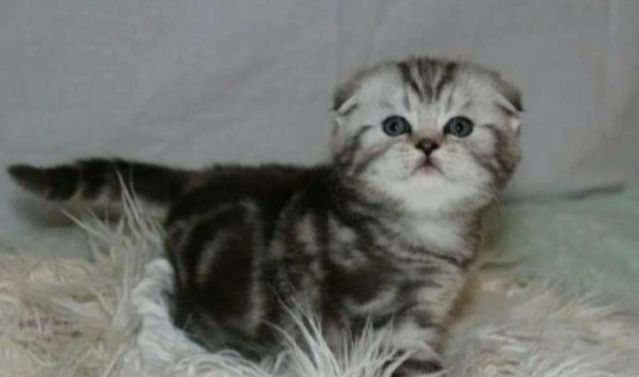 Шотланские котята