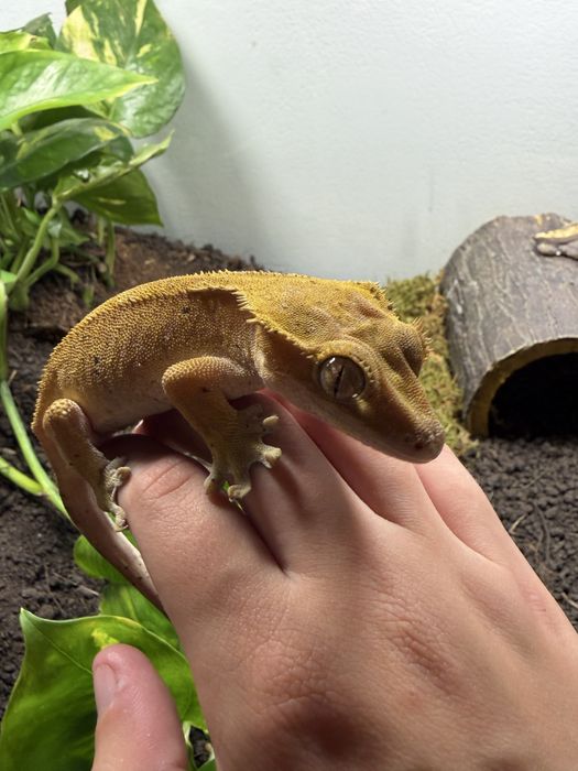 Vand pereche crested gecko cu terariu