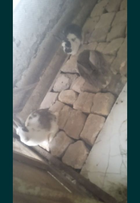 Продаётся кролики