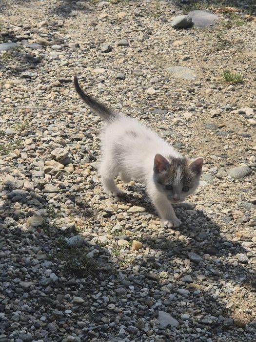 Dau pui de pisică