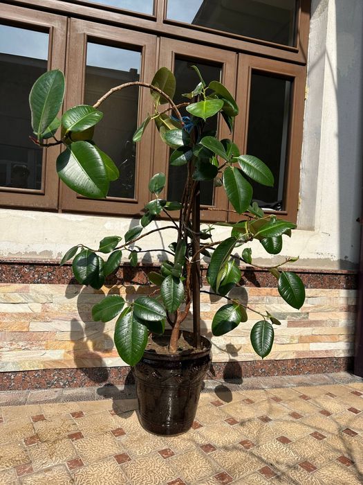 Gullar sotiladi 220 mindan keliwiladi