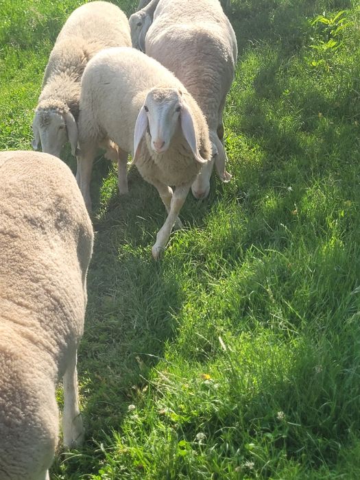 Berbecuț bergamasca de vânzare