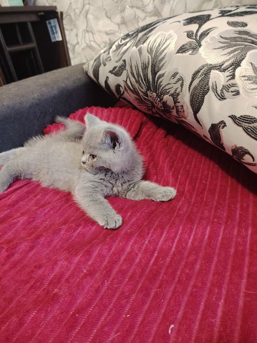 Британская красавица