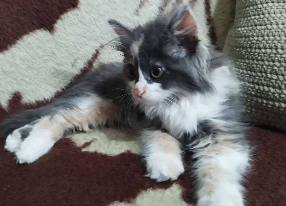Котёнок, кошка в добрые руки. 3 мес. Чистая. Здоровая.