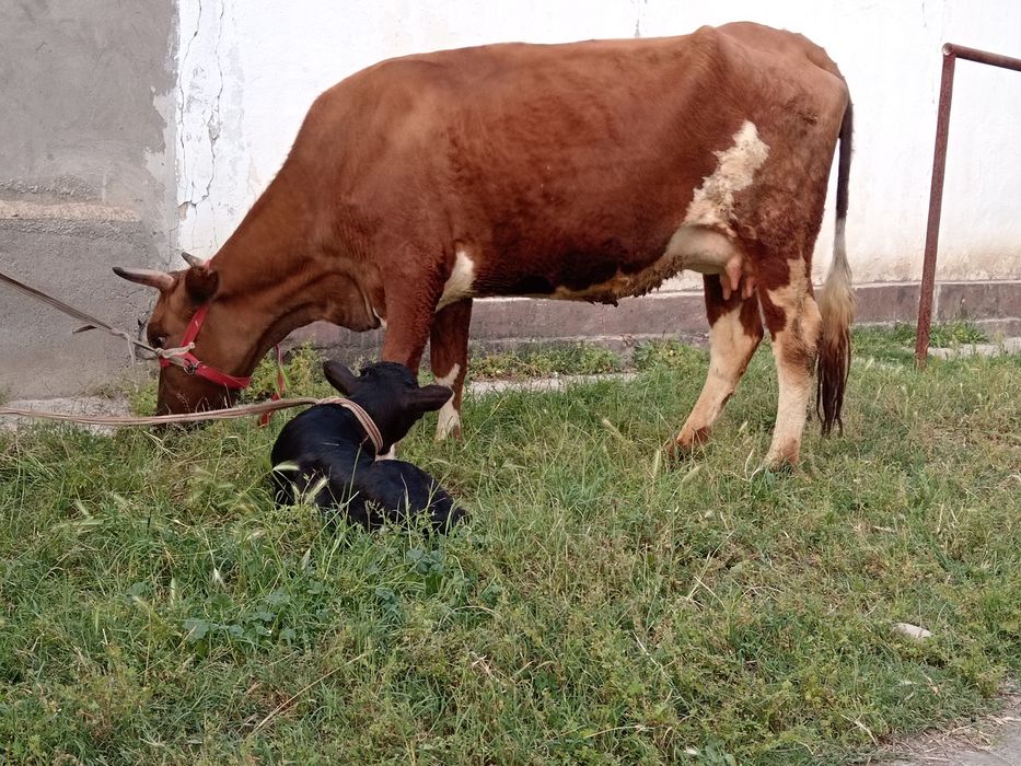 Ona bola bolasi buqa