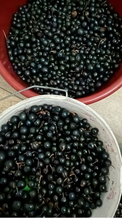 Смородина продам