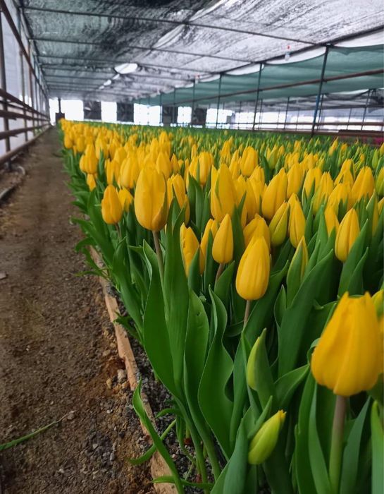 Тюлтпаны! Премиум класса и голладские!
