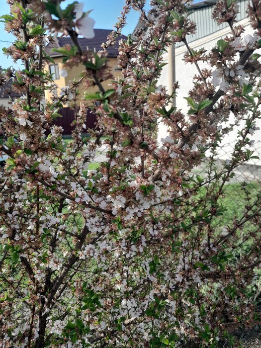 Продам домашнии саженцы