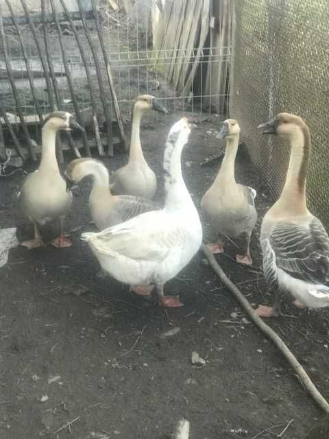 Vand oua de gasca leseasca