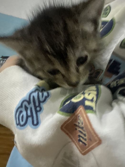 Милые и ласковые котики их два