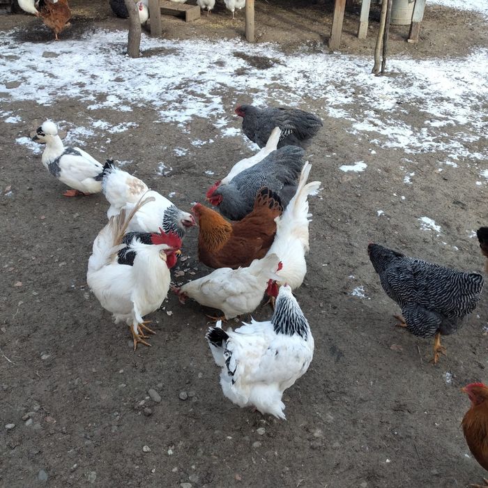 Schimb sau vînd găini rasa Sussex și New Hampshire