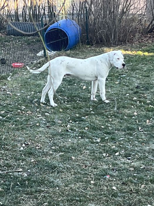 Dogo argentino dog argentinian