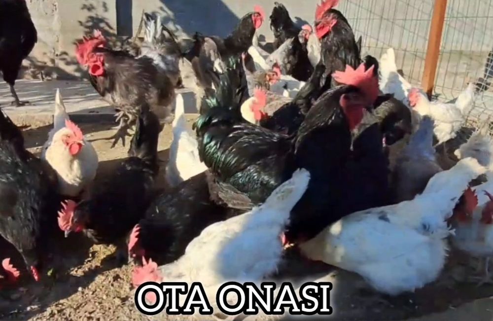 AVSTRALORP VA SENDI ZOTI Qoshilgan JOJALAR Gibrid Австрлалорп ва сенди