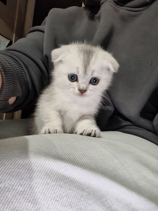 Продам шотланских котят